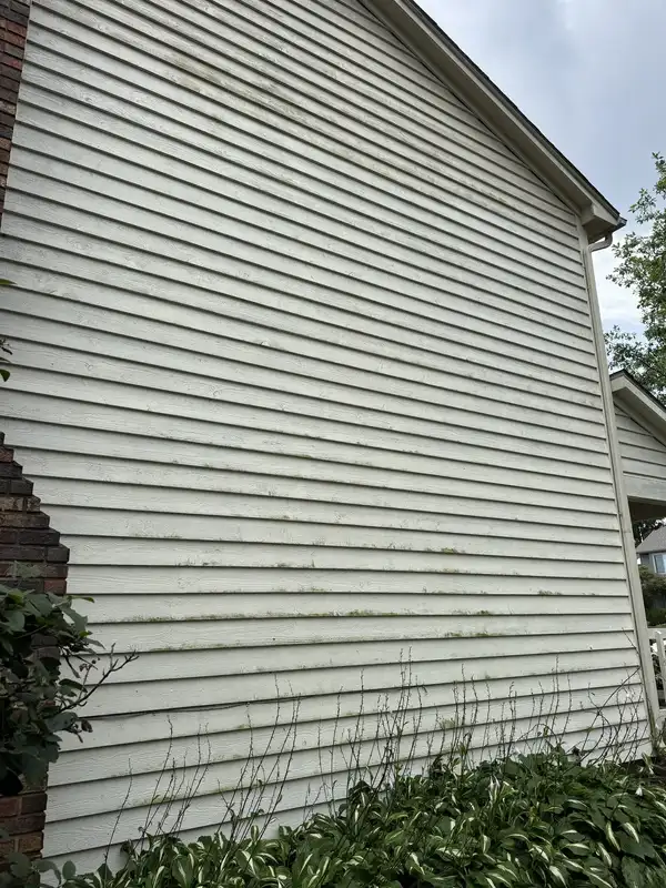 Columbia City vinyl siding before soft washing, with green mildew along the lap lines