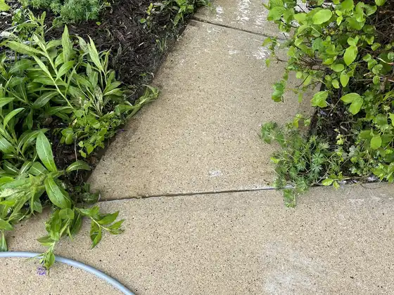 After cleaning: the same side walkway, concrete noticeably lighter with the hose still out