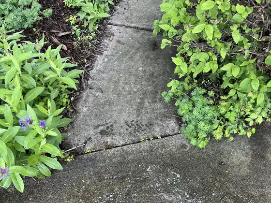 Before cleaning: narrow side walkway with dark, grimy concrete between leafy garden plants