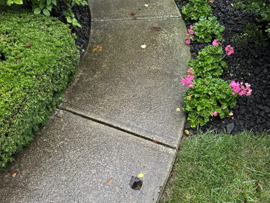 Before cleaning: curved concrete front walk, grey and spotted, between a hedge and geraniums