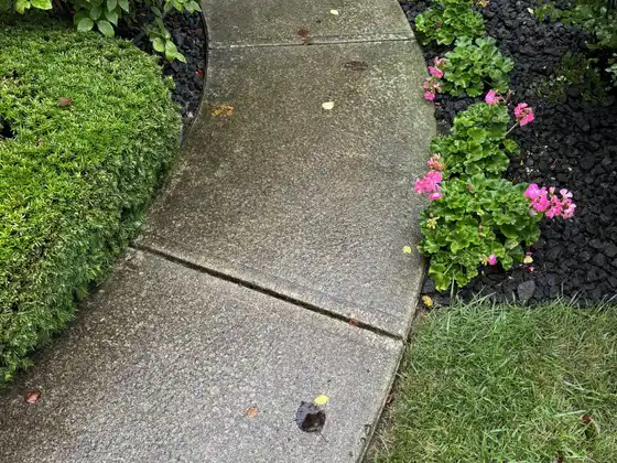 Before cleaning: curved concrete front walk, grey and spotted, between a hedge and geraniums